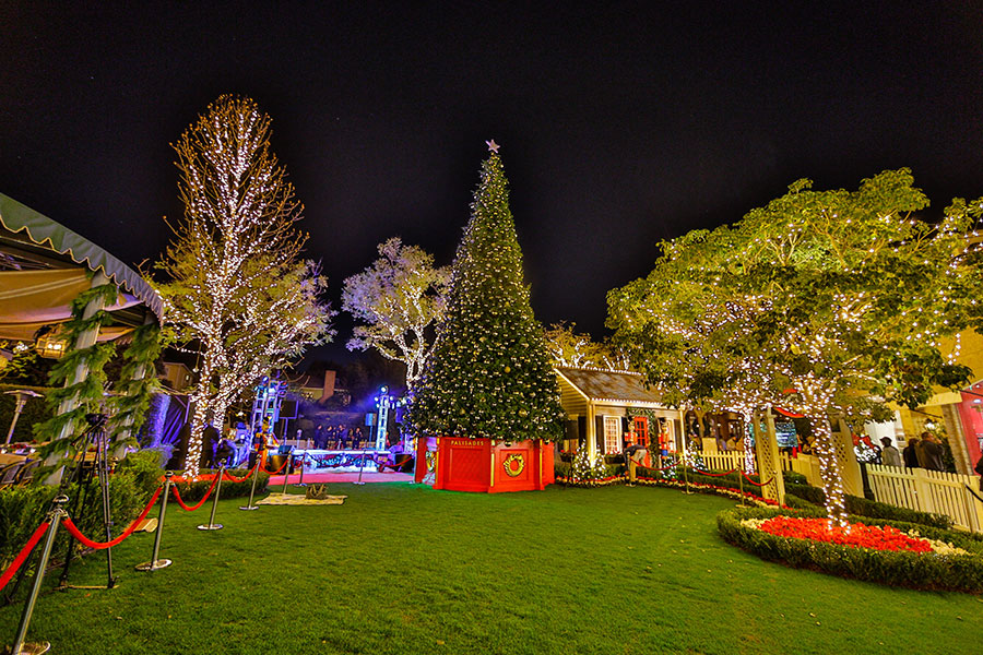 Get to Know Our Christmas Tree
