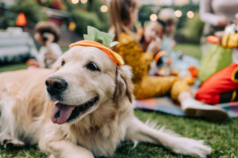 A Halloween Celebration